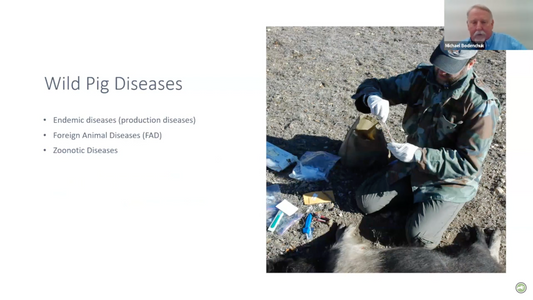 Wild Boar: Silent Carriers of Disease