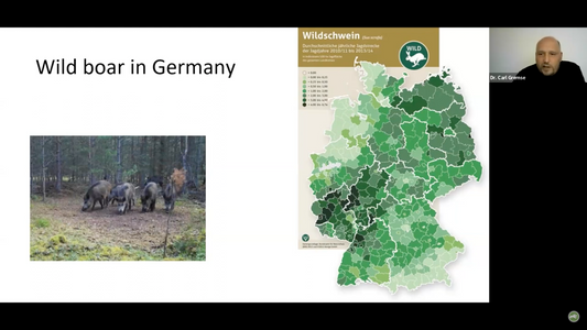 How Germany is Fighting African Swine Fever