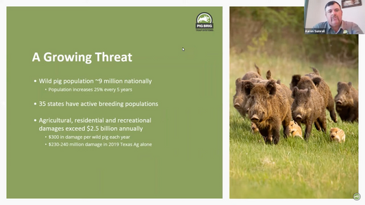 What Landowners Should Know About the Impact of Feral Hogs