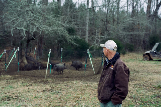 How does the Pig Brig Trap Catch Wild Boar?